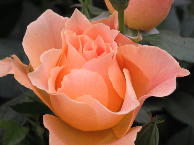 Coltivare le rose sul terrazzo o in giardino