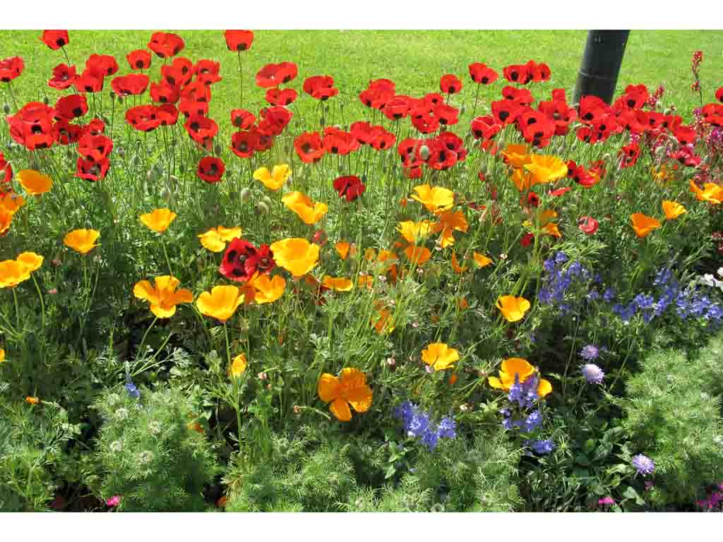 Come coltivare i papaveri CasaFacile