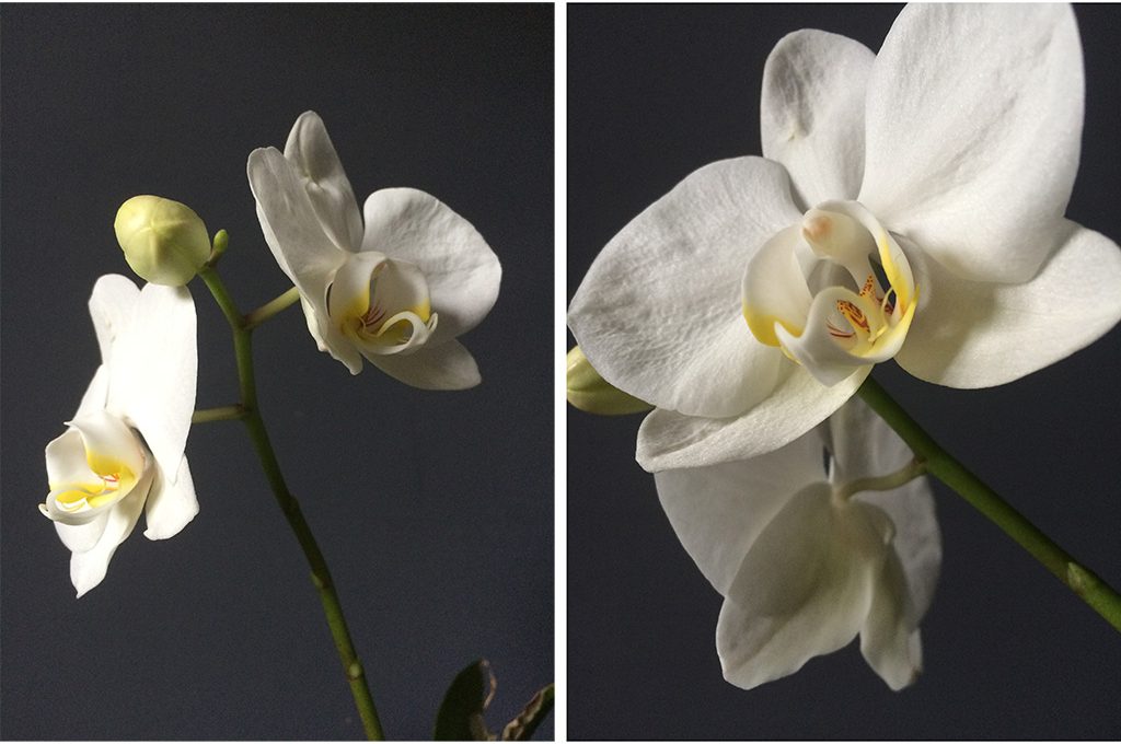 5 Consigli Per Avere Orchidee Bellissime Casafacile