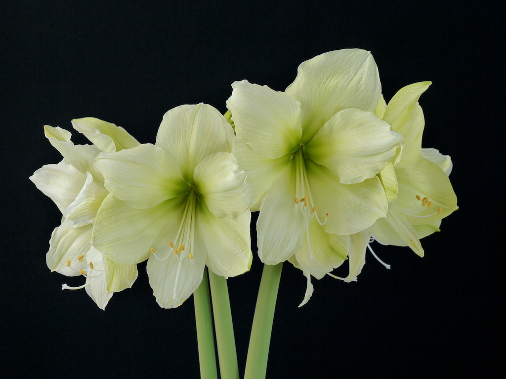 GEOPONICS SEMI Hippeastrum Bonsai per la casa & amp; Giardino o 100 pezzi Misto Profumo Amaryllis Bonsai Fiore Barbados Lily economico Vaso da fiori della pianta