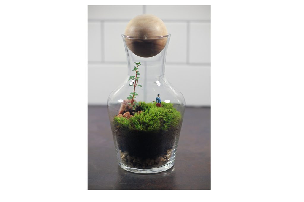 Piante in vetro: ecco come creare un terrario – Simegarden