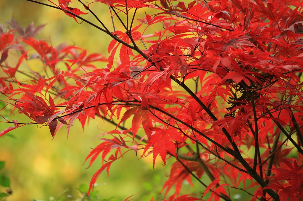 Acero giapponese: quando le foglie si arricciano - CasaFacile