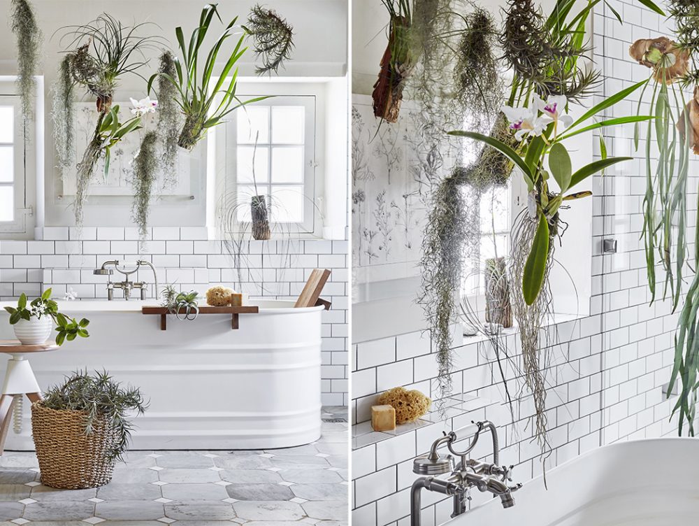 Le piante da mettere in bagno: tillandsie e orchidee