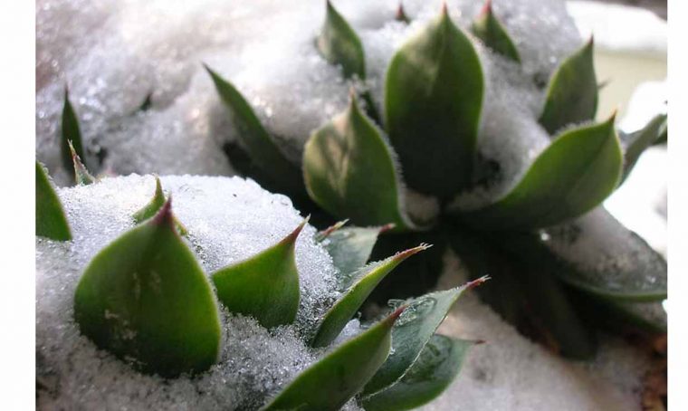 SOS piante grasse colpite dal gelo
