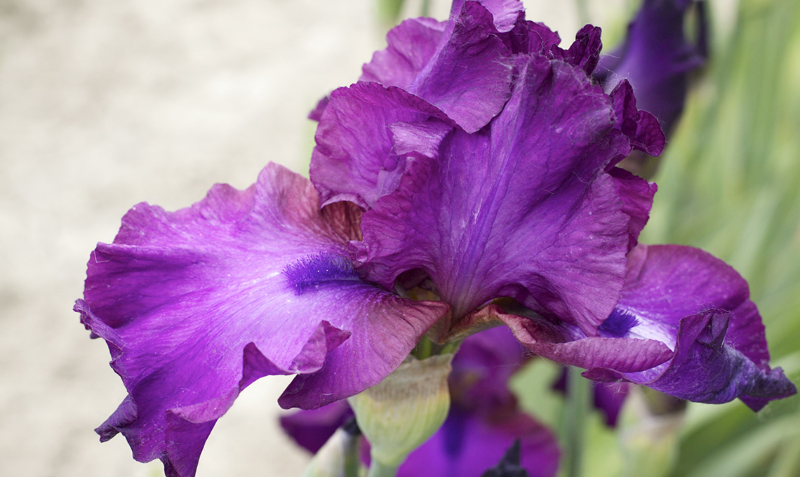 come dividere e moltiplicare iris