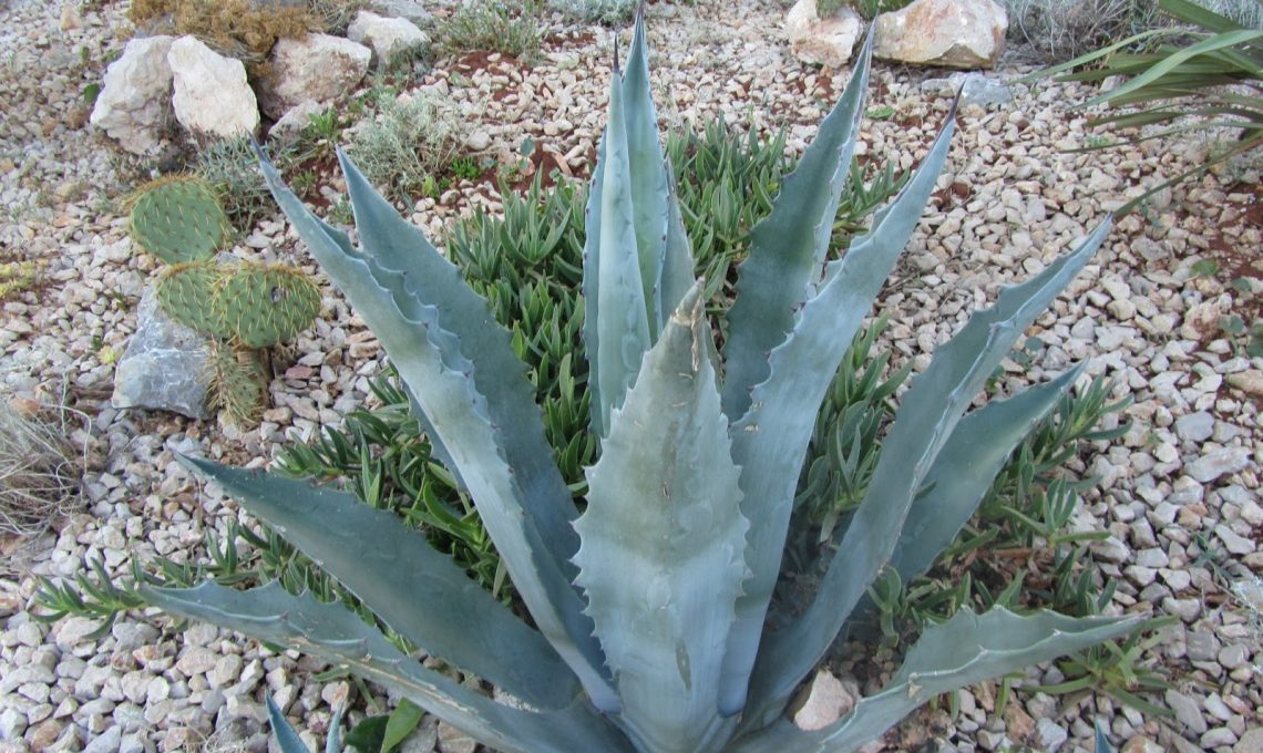 Agave.