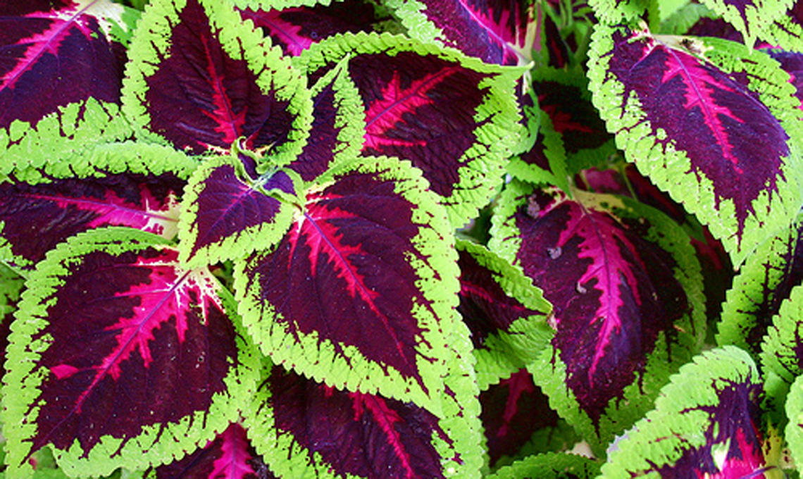 Pianta Coleus