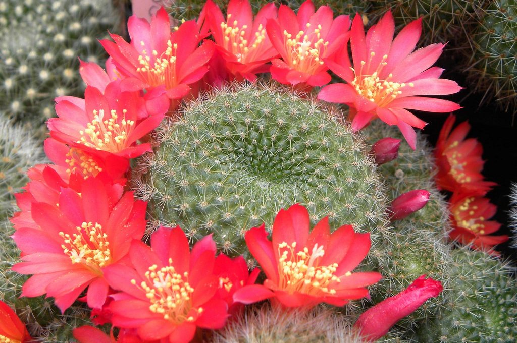 Piante grasse Rebutia.