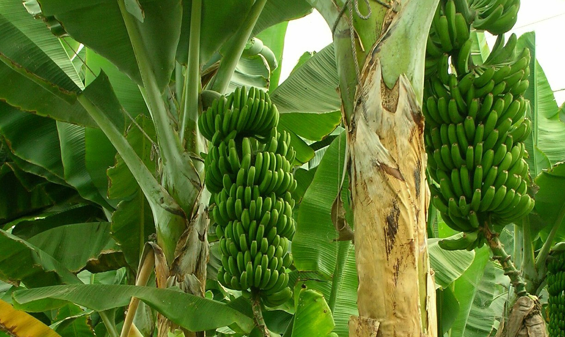 Banano Come Proteggerlo Dal Freddo Casafacile
