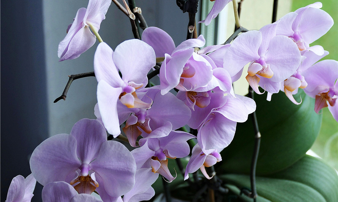 Orchidea lilla