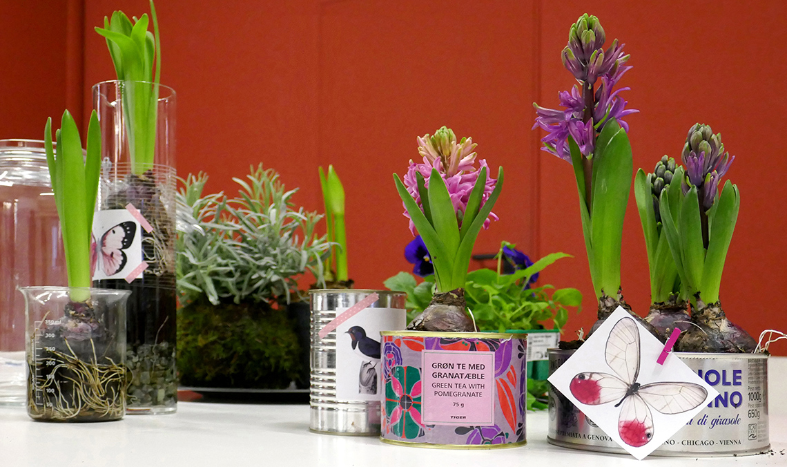 contenitori per bulbi di giacinto