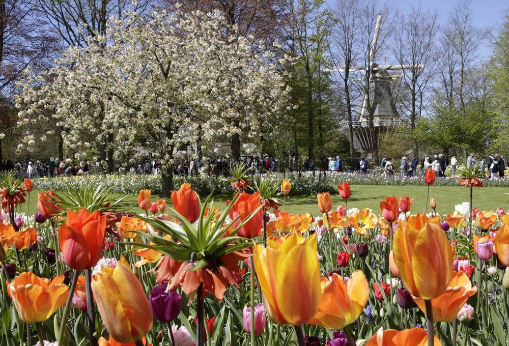 In primavera riapre il Keukenhof: il parco di tulipani più bello d’Olanda