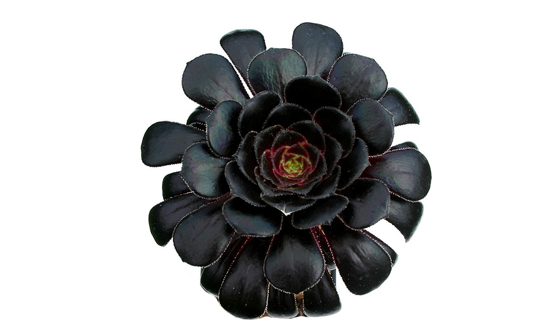 pianta grassa nera