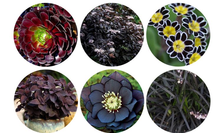 12 piante con foglie e fiori neri