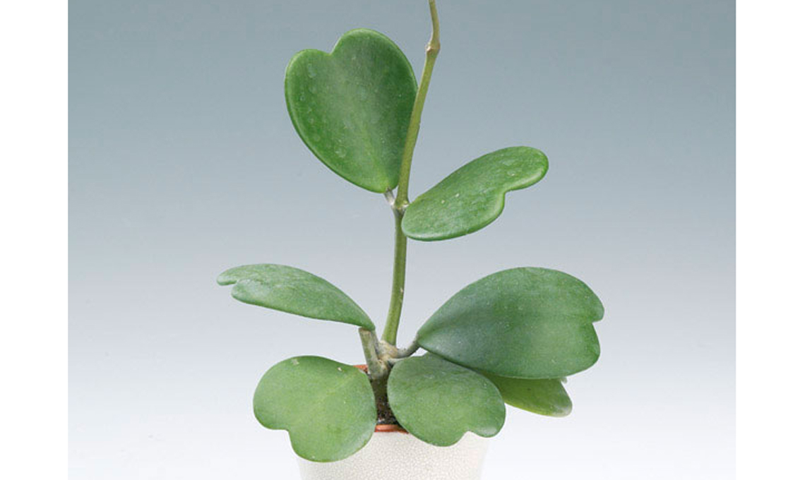 piante grasse Hoya