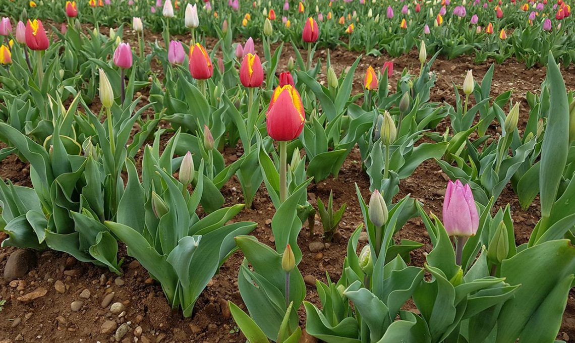 Una fotografia scattata nel campo di tulipani di Cornaredo nel 2017