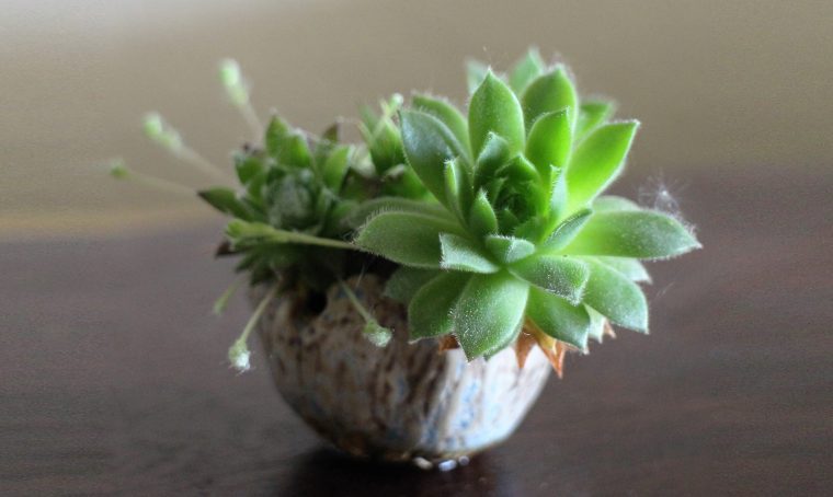 Kusamono: i micro giardini in vaso