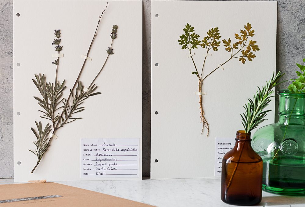 Stile botanical: crea un Erbario a libro