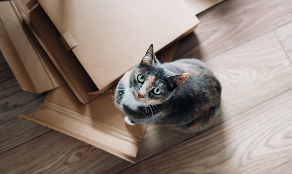 casafacile unsplash anete usina pulizie gatto