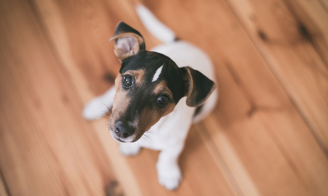 Prodotti Di Pulizia Che Non Fanno Male Agli Animali Casafacile