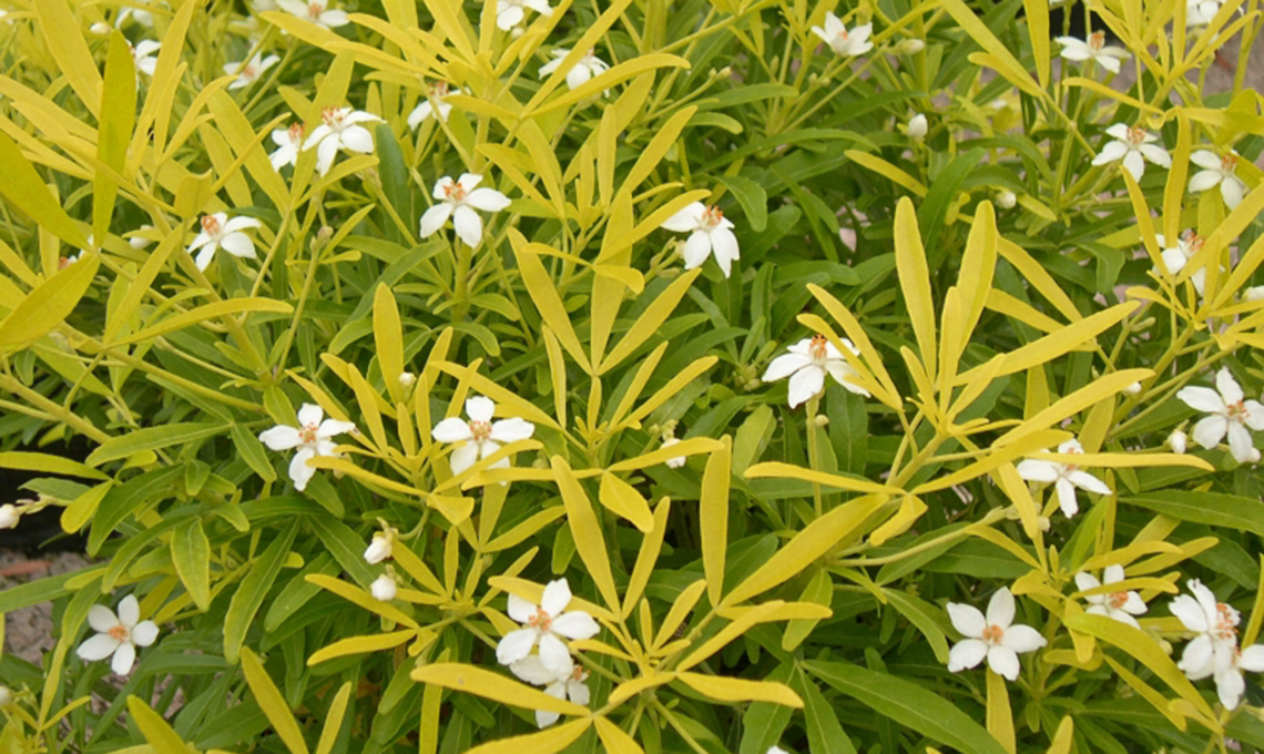 fiori giardino