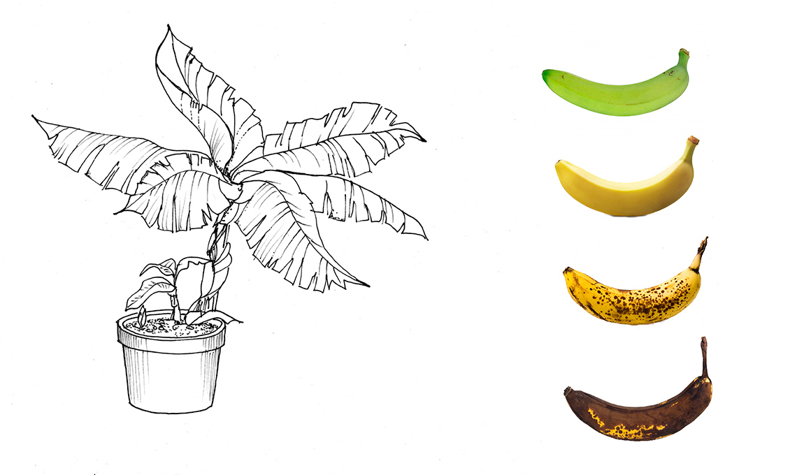 casafacile-banano-trapiantare-seminare-crescere-vaso
