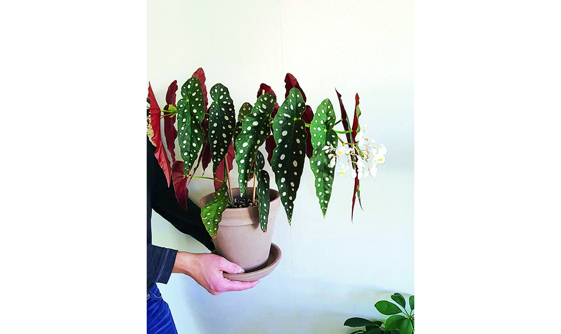 Begonia maculata: come curarla e coltivarla - CasaFacile