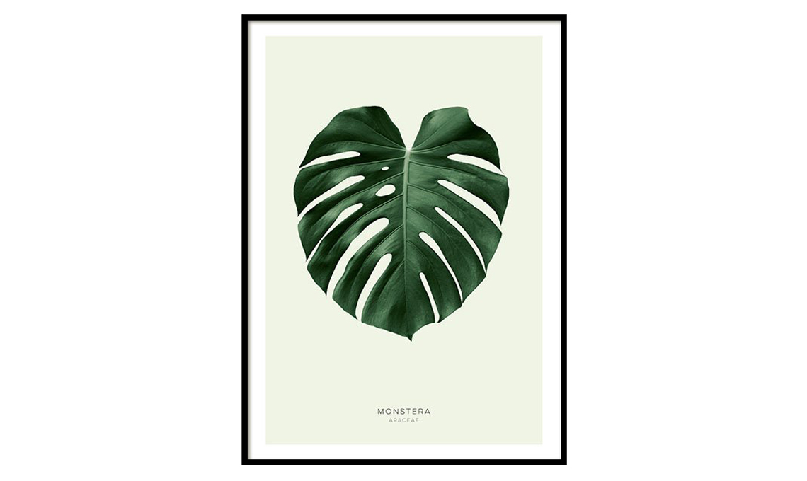 stampa botanica monstera