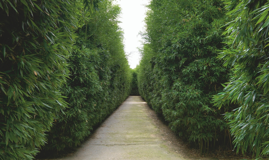 labirinto bambù