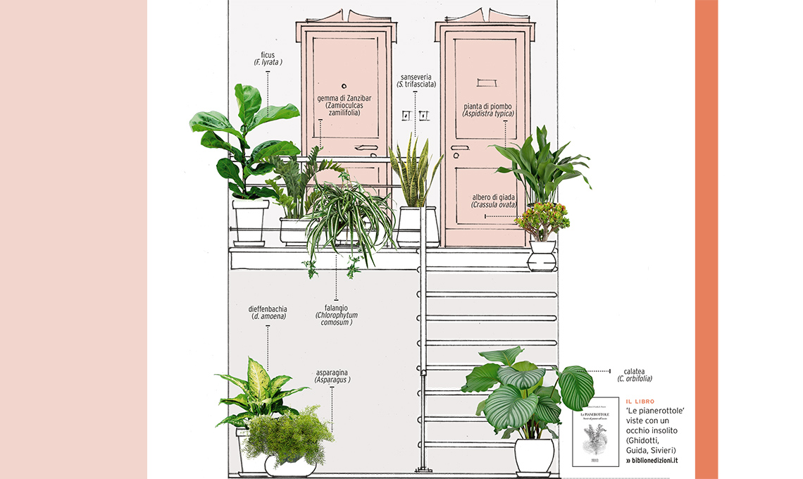 Le Piante Adatte Al Pianerottolo Casafacile