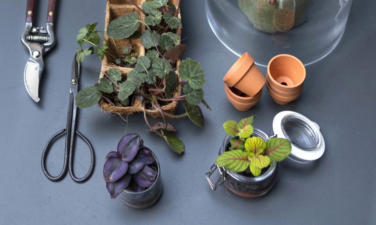 Come scegliere i vasi per le piante