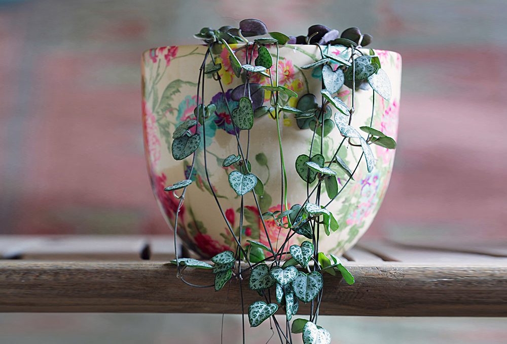 Ceropegia woodii: la pianta dalle foglie a forma di cuore