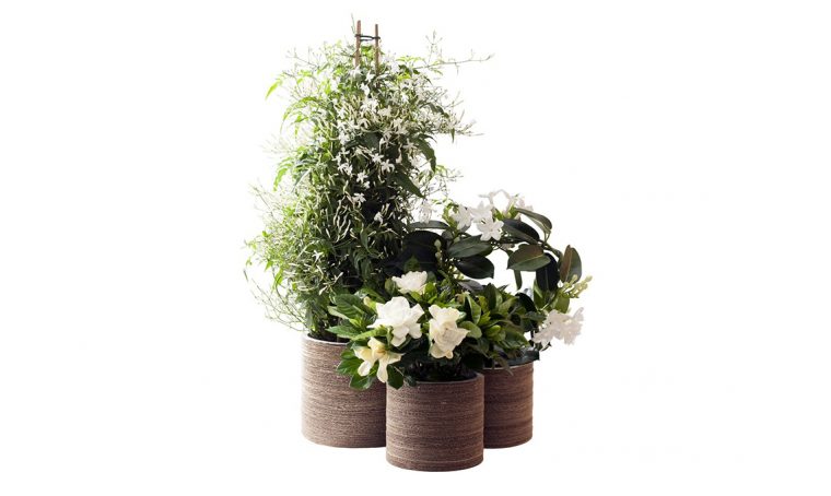 Primavera: riempi la tua casa di fiori bianchi e fragranti
