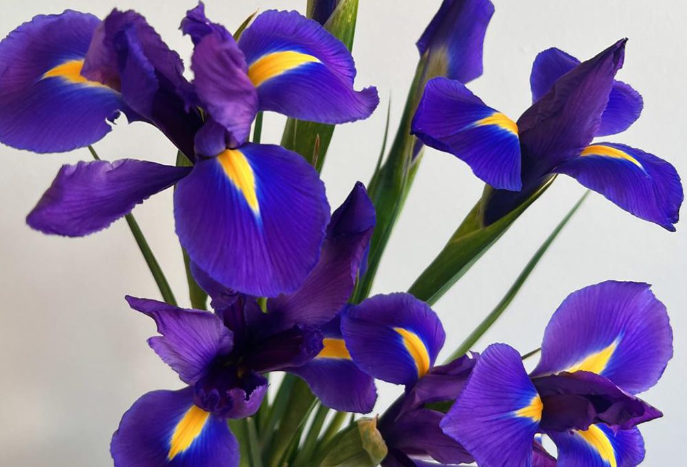 A scuola di fiori con La Fiorellaia: l’Iris
