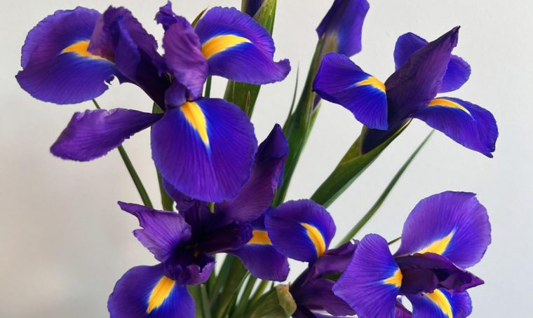 A scuola di fiori con La Fiorellaia: l’Iris