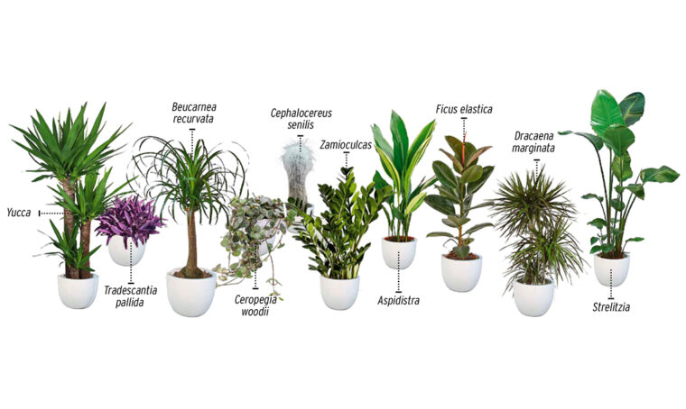 10 piante giuste per un angolo soleggiato