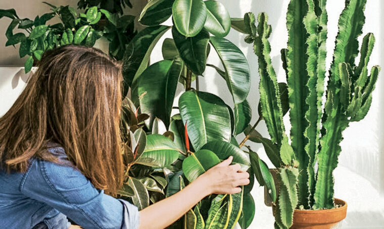10 errori da non fare con le piante nei mesi caldi