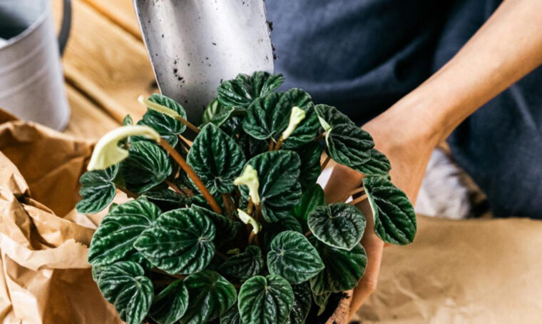 10 cose da sapere per coltivare piante felici