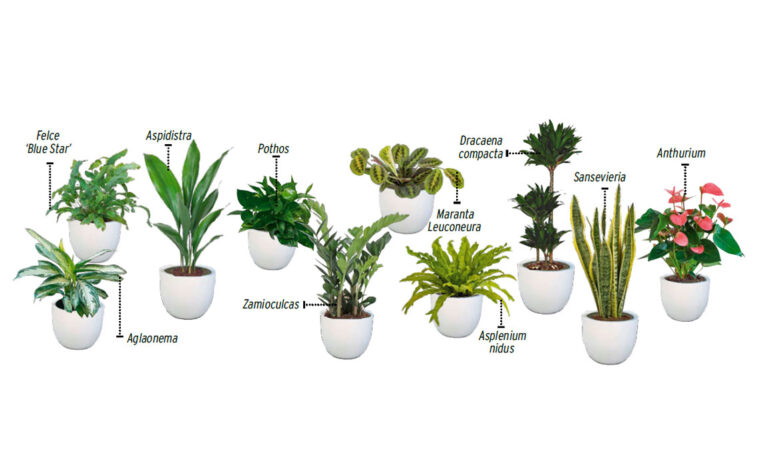 10 piante giuste per stanze poco luminose
