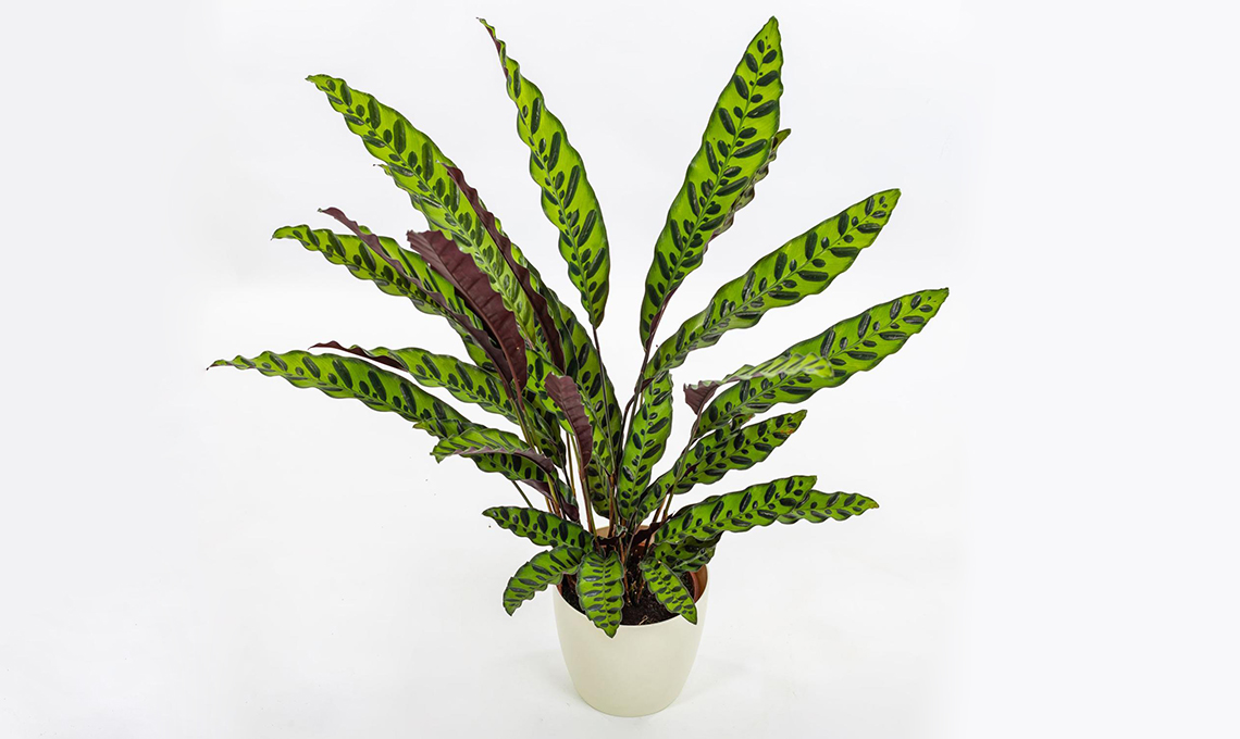 Calathea