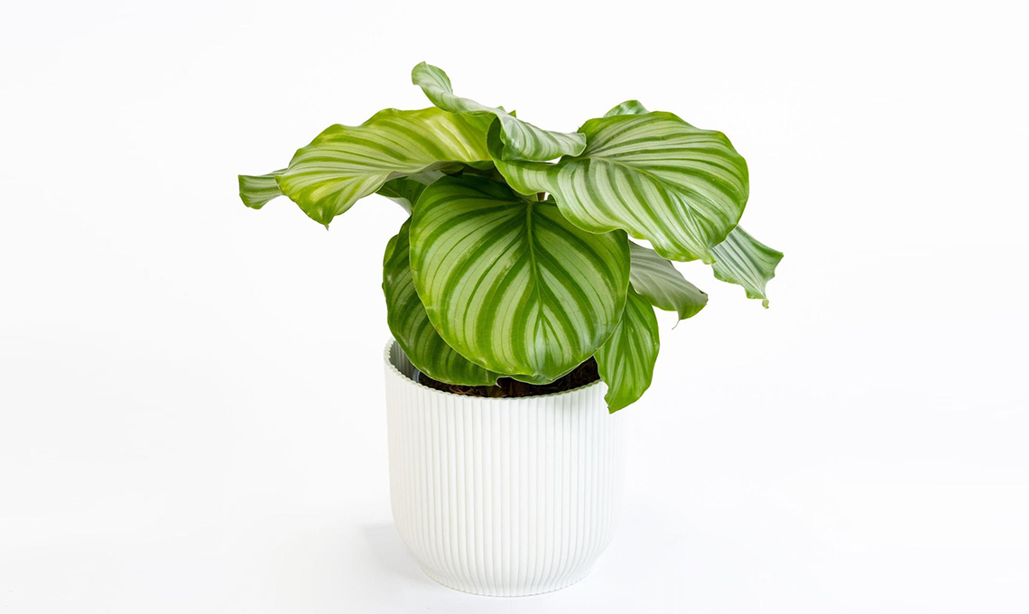 Calathea