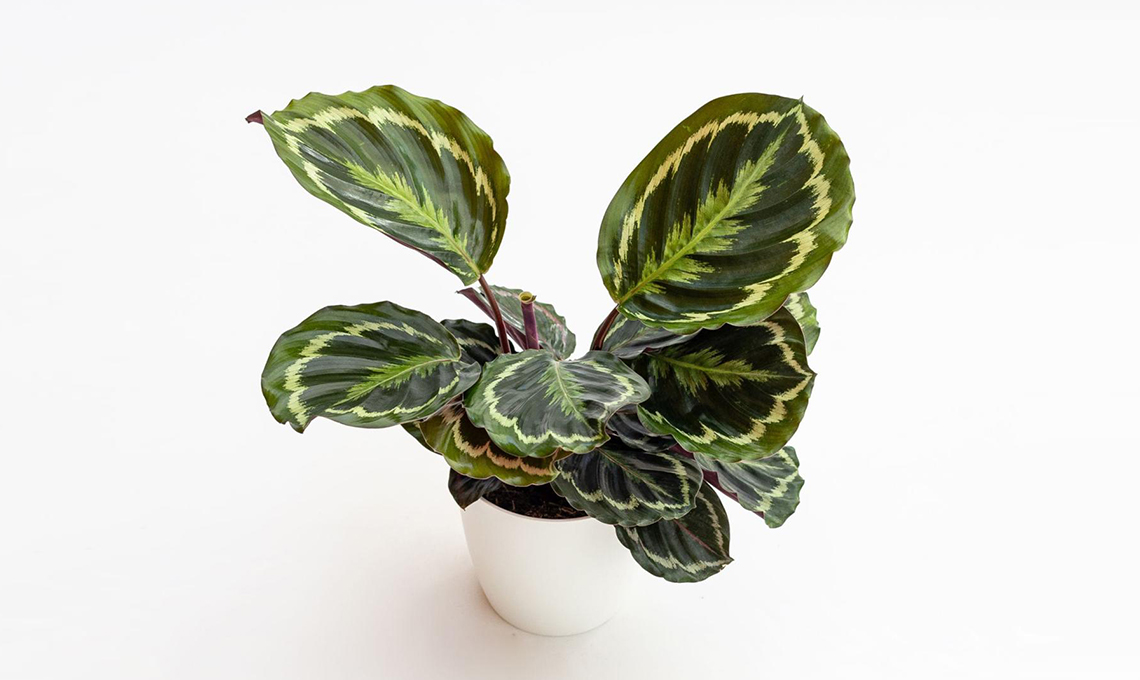 Calathea