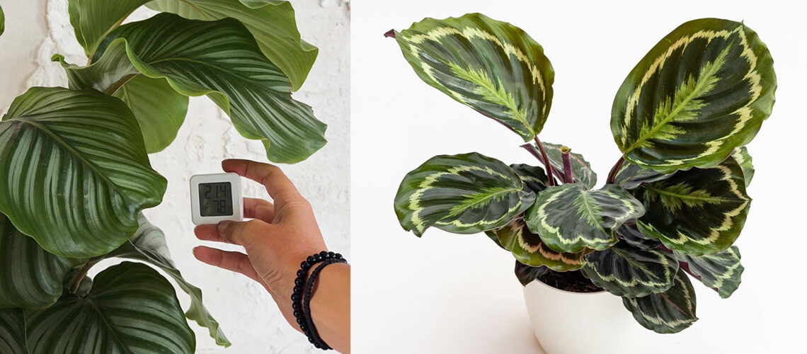 Consigli per coltivare la Calathea