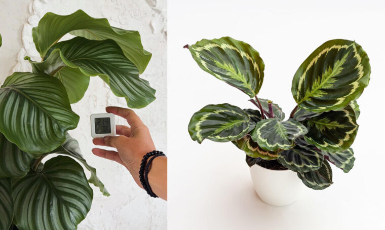 Consigli per coltivare la Calathea