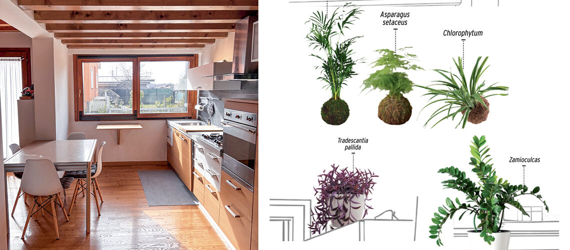 Le piante giuste per una stanza molto luminosa esposta a sud-ovest