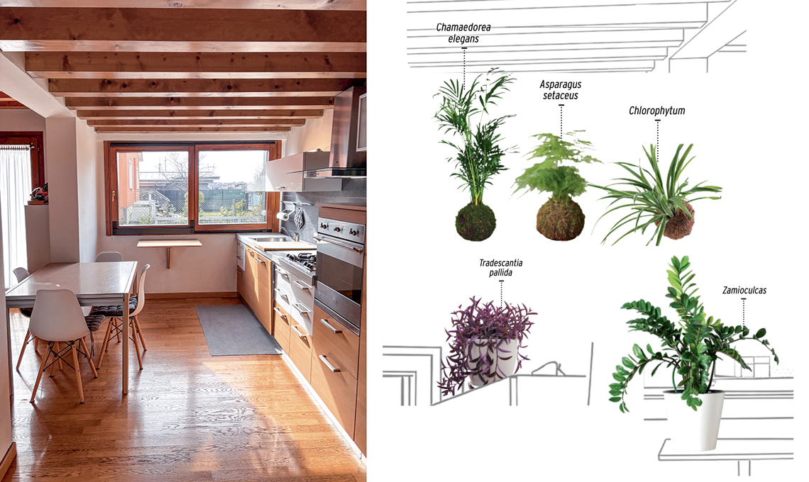 piante per stanza luminosa