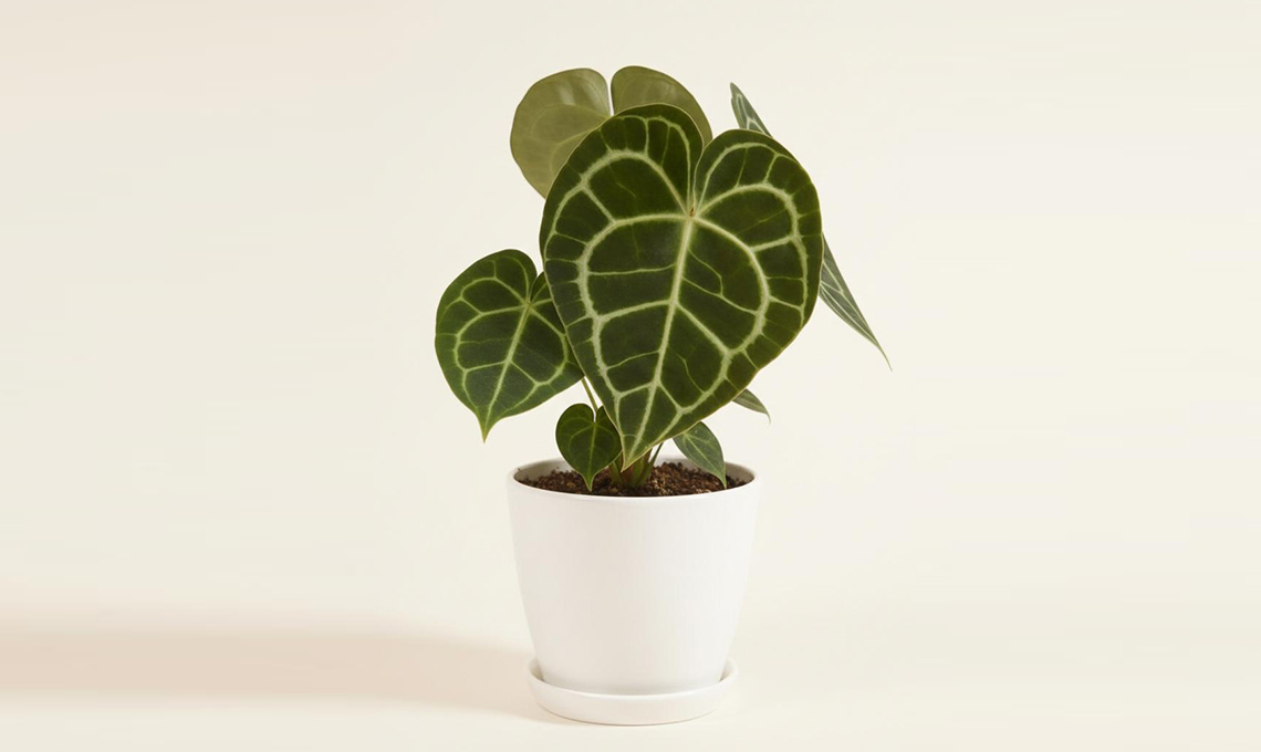 Anthurium