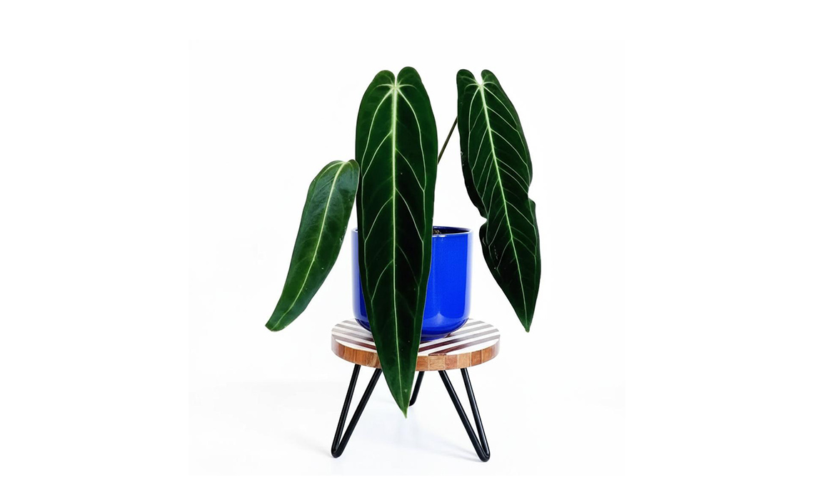 Anthurium