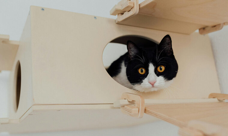 Con un gatto in casa: i consigli pratici della consulente felina