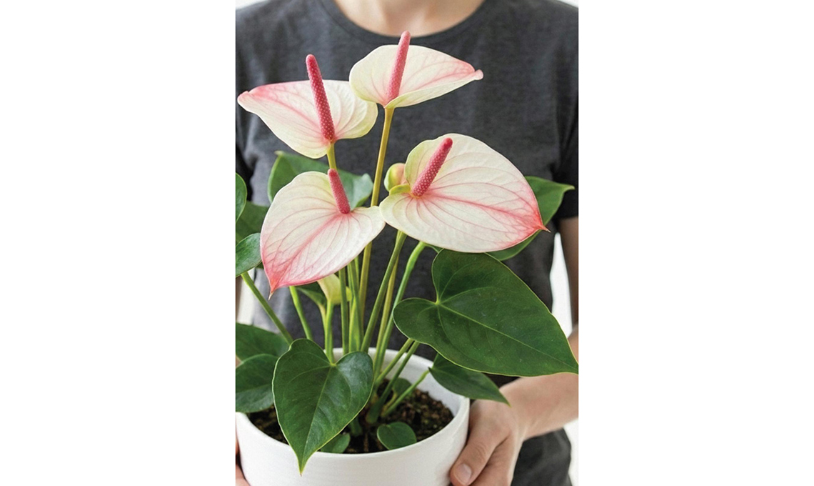 Anthurium